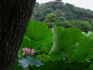 Sankei-en is a large garden-park with pagoda