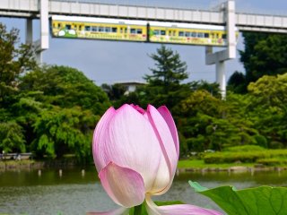Lotus flowers on backdrop of a passing monorail