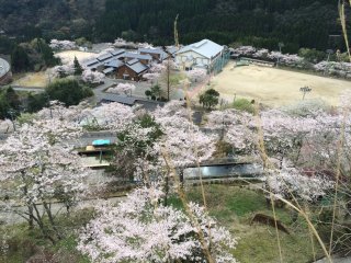 Fully bloomed cherry blossoms at Mizukami Junior High School