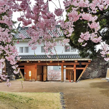 Yamanashi Cherry Blossom Guide