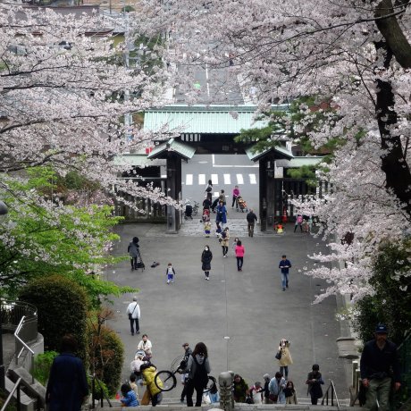 Cherry Blossoms at Ikegami Honmon-ji