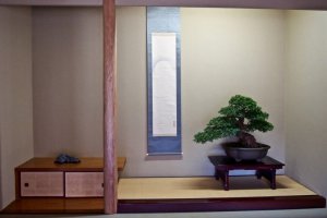 A bonsai tree inside the museum