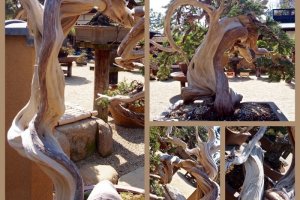 Heavily twisted bonsai