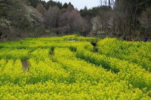 Yato Rape Weed Flower Field, Satoyama Garden