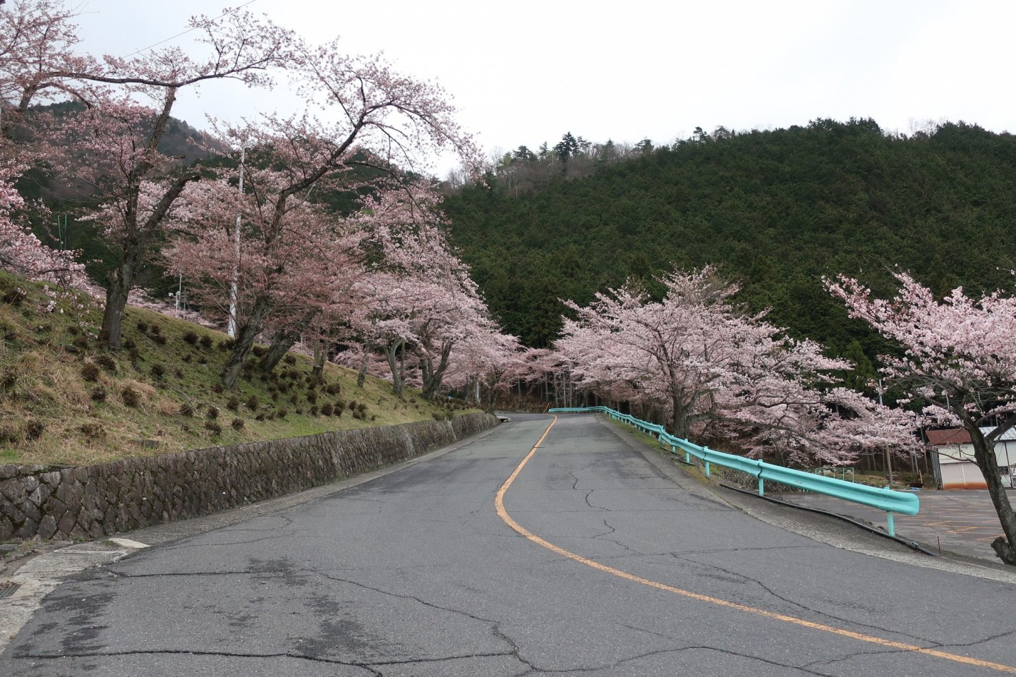 Cherry blossoms along the drive to the ropeway