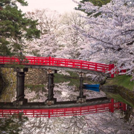 Hirosaki in Cherry Blossom Season