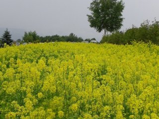 Green fields of Furano