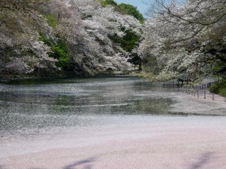 I took this photo very early in the morning with the fallen petals forming a pink carpet on the pond