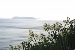 Daffodil flowers with Nushima island in the background
