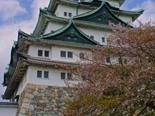 Fantastic cherry blossom tree right in front of the towering castle