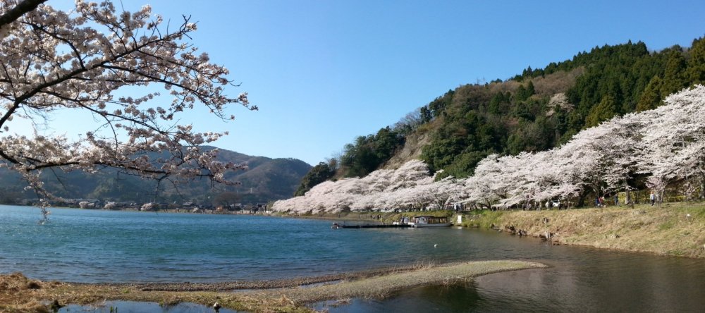 Cherry blossoms along the shoreline
