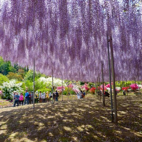 Ashikaga Flower Park in May - Part 1