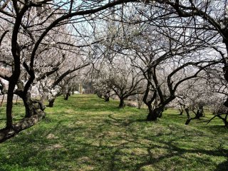 The tunnel-like interior of an orchard