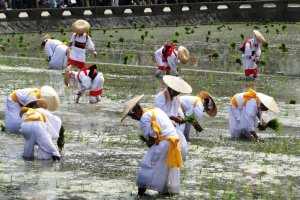Rice planting festival at the Sumiyoshi Shrine