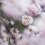 Cherry Blossom Guide: Flower Types