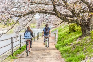 Riverside cycling ride under the cherry blossom