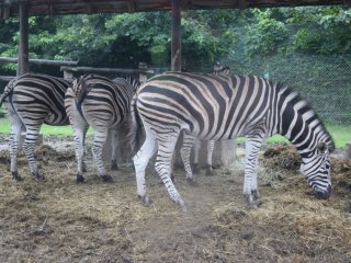 The herd of zebras was just one of the many types of Sub-Saharan species on display