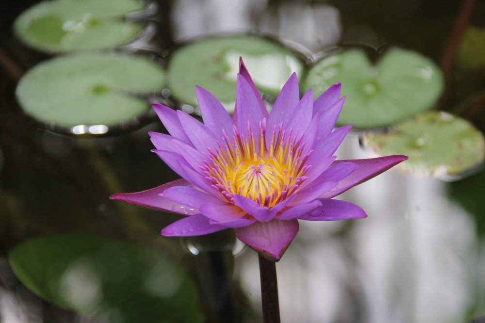 A purple flower blooms in the pond at Southeast Botanical Garden&#39;s Water Garden