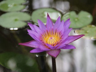 A purple flower blooms in the pond at Southeast Botanical Garden&#39;s Water Garden