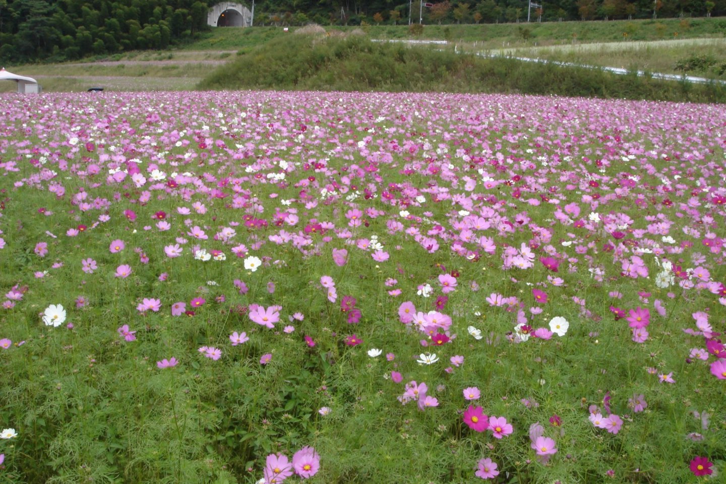 Iinan Town in Shimane is home to hundreds of thousands of cosmos in autumn