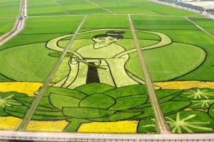 2013's rice paddy art
