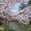 Hirosaki Cherry Blossom Festival 2024