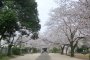 Joseki Historical Park Sakura Festival