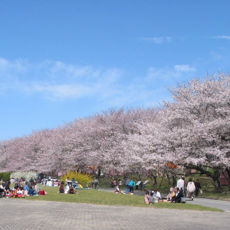 Miyagawa Tsutsumi Park Sakura Festival