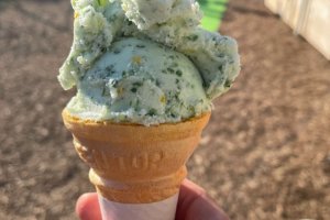 Visitors can try nanohana gelato at the event
