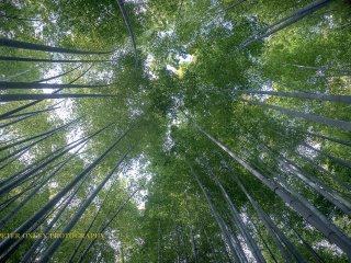 Bamboo canopy