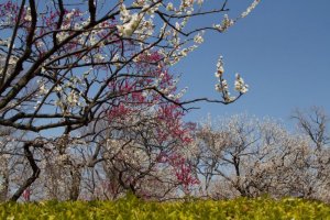 7 Spots for Plum Blossoms in Tokyo