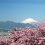 Matsuda Cherry Blossom Festival 2025