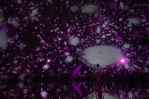 TeamLab Planets TOKYO: Limited Spring Exhibition