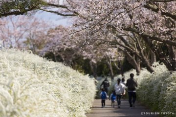 Sakura Spots in Toyota City