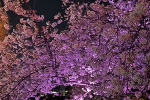 NAKED Sakura Night Garden