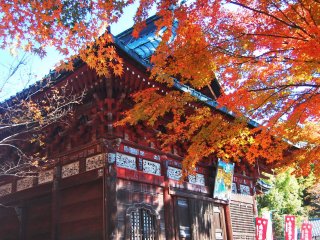Autumn foliage covers Shimabuji Temple