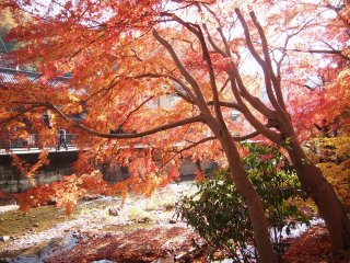 Bright red Momiji trees at the foot of the mountain near Takaosanguchi station, a sneak peek of more to come.