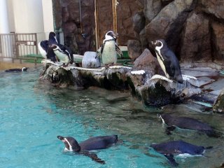 The penguin area is located in the main plaza. There are several species in the two adjacent enclosures. The penguins are very energetic, occasionally&nbsp;making noises and swimming around happily.