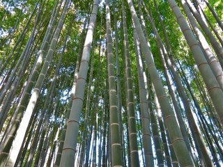 Appreciate the beauty of the Moso-bamboo all year round