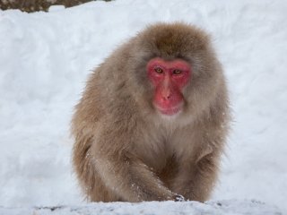 Once you pay your 500 yen to enter the park, you&rsquo;ll start spotting monkeys almost immediately. From a distance, it can be hard to distinguish the brown-furred creatures from the brown rocks poking up through the snow, but you&rsquo;ll get the hang of it fast. You still have a 5 minute walk before you reach the actual hot spring.