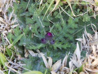 Yet there were flowers to be found on shore, like this tiny thistle
