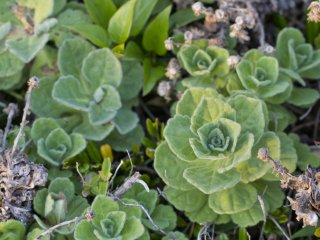 Close-up of a hearty plant that doesn&#39;t mind the wind and thin, rocky soil