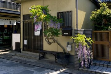 <p>A large graceful potted wisteria</p>