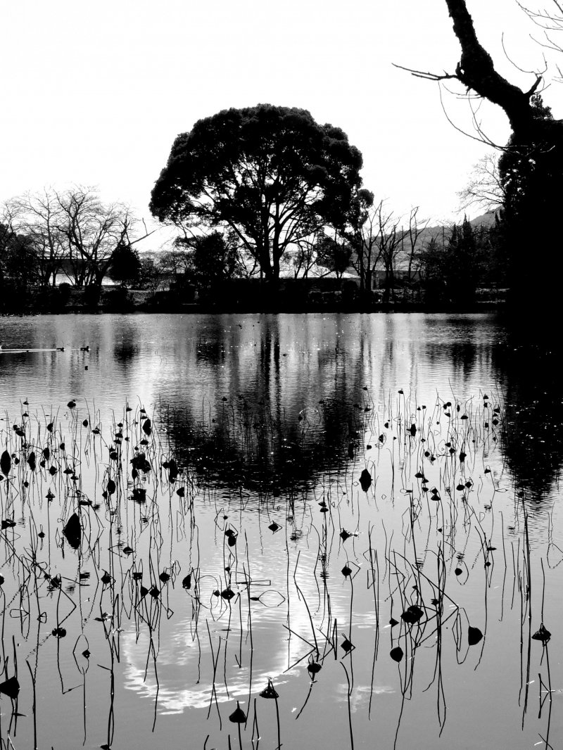 <p>Osawa-no-ike Pond in late December</p>