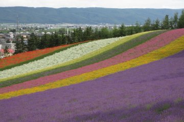 Flower Hills