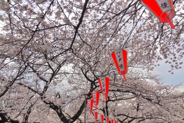 Cherry Blossoms at Ueno Park
