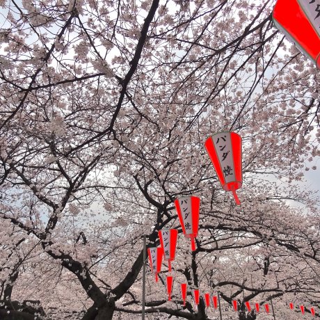 Hoa anh đào ở công viên Ueno