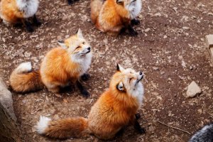 Guide to Visiting Zao Fox Village