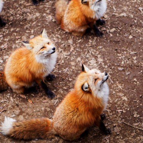 Guide to Visiting Zao Fox Village