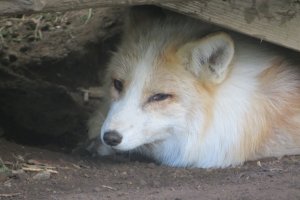 L&rsquo;un des renards du parc qui me regardait fixement